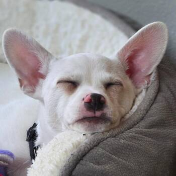 Chihuahua and Mixed Breed Dogs Available for Adoption in Holton, Kansas - LIL MAN | PetCurious