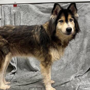 Jackson -  Husky Dog for Adoption in Pleasantville, New Jersey - Jackson | PetCurious