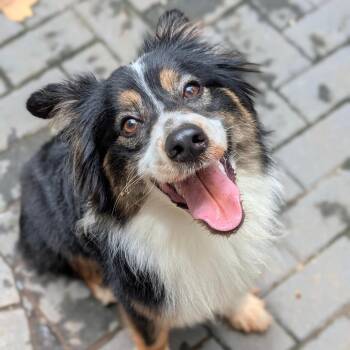 Peachy Meechy 06-0514 -  Border Collie and Mixed Breed Dog for Adoption in Tyrone, Georgia - Peachy Meechy 06-0514 | PetCurious