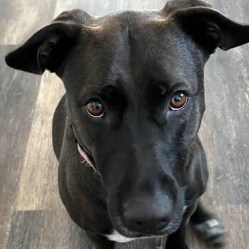 Black Labrador Retriever and Pit Bull Terrier Dogs Available for Adoption in Middlebury, Connecticut - Bailey | PetCurious