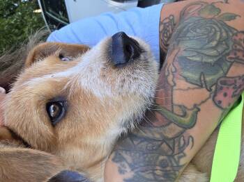 Screech -  Shepherd Dog for Adoption in Santa Clara, California - Screech | PetCurious