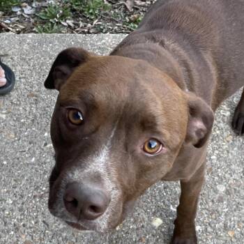 Mixed Breed Dogs Available for Adoption - Banjo | PetCurious