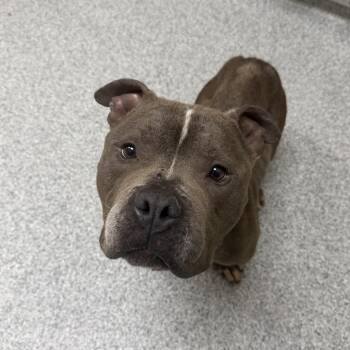Beef Jerky -  American Staffordshire Terrier Dog for Adoption in Grand Rapids, Michigan - Beef Jerky | PetCurious