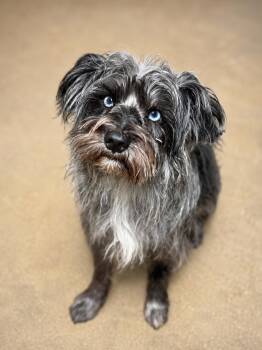 Gerard -  Miniature Schnauzer Dog for Adoption in Covington, Louisiana - Gerard | PetCurious