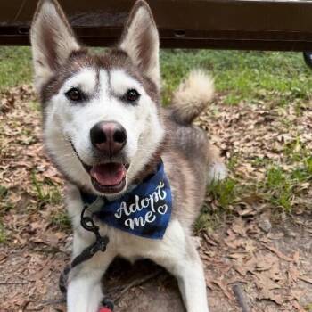 Midnight Dreamboat -  Alaskan Malamute and Husky Dog for Adoption in Friendswood, Texas - Midnight Dreamboat | PetCurious