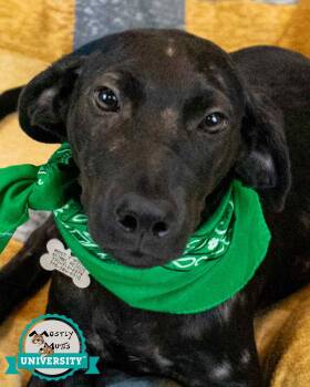 Emmit -  Hound Dog for Adoption in Kennesaw, Georgia - Emmit | PetCurious