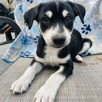 Chihuahua Dogs Available for Adoption in St. Augustine, Florida - Cabo | PetCurious