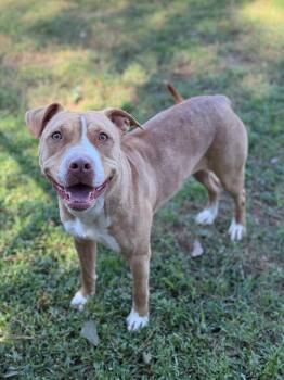 Paris -  Mixed Breed Dog for Adoption - Paris | PetCurious