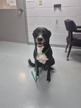 FRANK -  Labrador Retriever and Mixed Breed Dog for Adoption in St. Cloud, Florida - FRANK | PetCurious