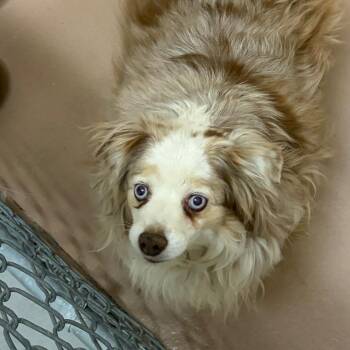 UB -  Cattle Dog Dog for Adoption in Reno, Nevada - UB | PetCurious