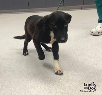 Delilah -  Labrador Retriever and Dachshund Dog for Adoption in Washington, District Of Columbia - Delilah | PetCurious