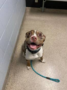 Pit Bull Terrier Dogs Available for Adoption in Troy, Ohio - Smudge | PetCurious