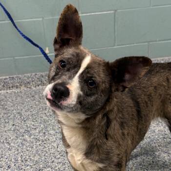 Catahoula Leopard Dog and Terrier Dogs Available for Adoption in Greenville, South Carolina - Peridot | PetCurious