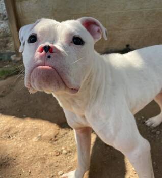 Magnolia -  Boxer Dog for Adoption in Sautee Nacoochee, Georgia - Magnolia | PetCurious