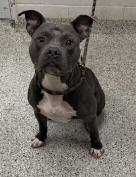 Eera -  Pit Bull Terrier and Mixed Breed Dog for Adoption in Kansas City, Missouri - Eera | PetCurious