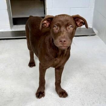 Carter 26-06-020 -  Black Mouth Cur and Australian Kelpie Dog for Adoption in Bastrop, Texas - Carter 26-06-020 | PetCurious