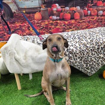 Rescue Plott Hound and Shar Pei Dogs for Adoption in Austin, Texas - Will-E JuM/AC | PetCurious