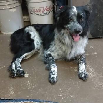 Reign -  Australian Shepherd Dog for Adoption in Newport, Washington - Reign | PetCurious