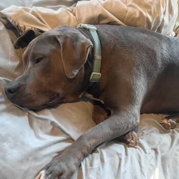 Boss -  Pit Bull Terrier Dog for Adoption in Columbia, Missouri - Boss | PetCurious