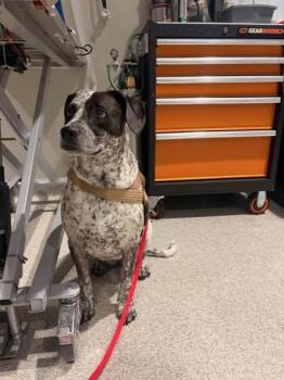 Sammy -  Pointer Dog for Adoption in Hamilton, Montana - Sammy | PetCurious