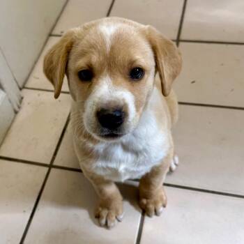 Labrador Retriever Dogs Available for Adoption - TUSC-Stray-83879 | PetCurious