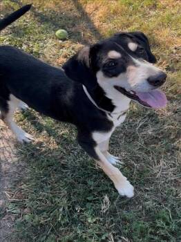 Rescue Catahoula Leopard Dog Dogs for Adoption in Conroe, Texas - SISSY | PetCurious