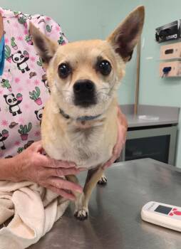 Chihuahua Dogs Available for Adoption in Athens, Tennessee - Lil Bit | PetCurious