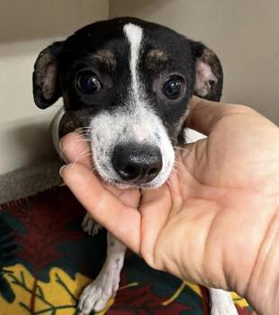 Smooch -  Dachshund Dog for Adoption in Larkfield-wikiup, California - Smooch | PetCurious