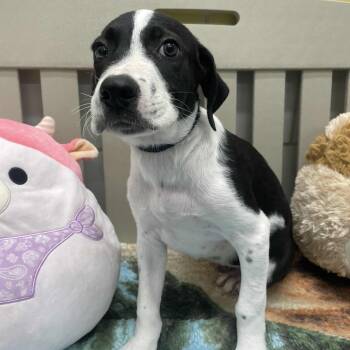 Rescue Hound Dogs for Adoption in Beaumont, Texas - River | PetCurious