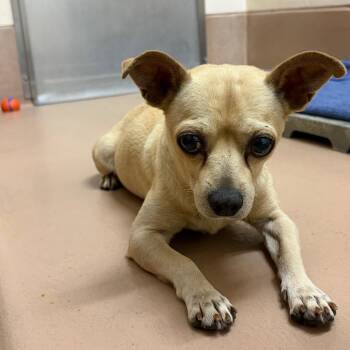 Yoda -  Chihuahua Dog for Adoption in Reno, Nevada - Yoda | PetCurious