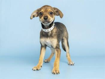 SCOTTIE -  Chihuahua Dog for Adoption in Phoenix, Arizona - SCOTTIE | PetCurious