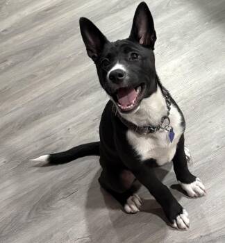 Basenji Dogs Available for Adoption in Gilbert, Arizona - Roe | PetCurious