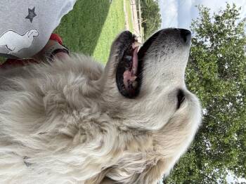 Great Pyrenees Dogs Available for Adoption in Quinlan, Texas - Bandit ATX | PetCurious