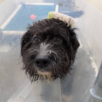 Mixed Breed Dogs Available for Adoption - Cole | PetCurious