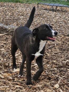 Feist and Labrador Retriever Dogs Available for Adoption in Ringwood, New Jersey - Regina | PetCurious