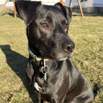 Mowgli -  Black Labrador Retriever and Pit Bull Terrier Dog for Adoption in Harrisonburg, Virginia - Mowgli | PetCurious