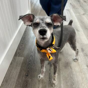 Miniature Schnauzer Dogs Available for Adoption - Rodey | PetCurious