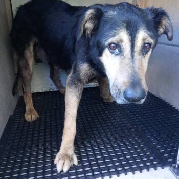 IVHS-Stray-140879 -  Shepherd and Mixed Breed Dog for Adoption in San Gabriel, California - IVHS-Stray-140879 | PetCurious