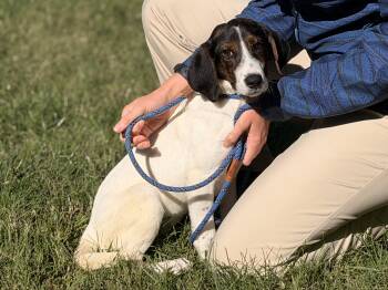 Pax -  Beagle Dog for Adoption in Meherrin, Virginia - Pax | PetCurious