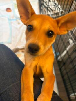 Terrier Dogs Available for Adoption in Collingswood, New Jersey - Roo  | PetCurious