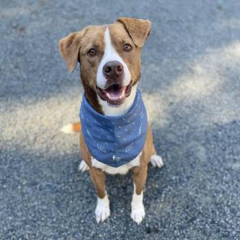 Rescue Boxer and Collie Dogs for Adoption in Washington, District Of Columbia - Brownie | PetCurious