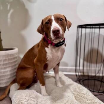Josie Ella the Peace Bringing Princess -  Pit Bull Terrier and German Shorthaired Pointer Dog for Adoption in Friendswood, Texas - Josie Ella The Peace Bringing Princess | PetCurious