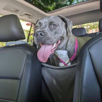 Terrier Dogs Available for Adoption in St. Louis, Missouri - Karly | PetCurious