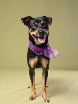 Racks -  Mixed Breed Dog for Adoption in Atlanta, Georgia - Racks | PetCurious