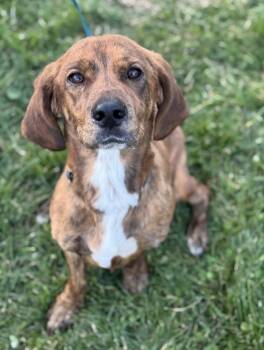 Rescue Basset Hound Dogs for Adoption in Lancaster, Ohio - Honeynut | PetCurious