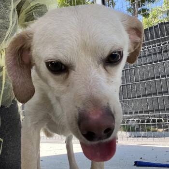 Chihuahua and Mixed Breed Dogs Available for Adoption in Hawthorne, California - Fritz | PetCurious