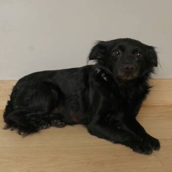 Rescue Spaniel and Chihuahua Dogs for Adoption in Minnetonka, Minnesota - Benji D66636 | PetCurious