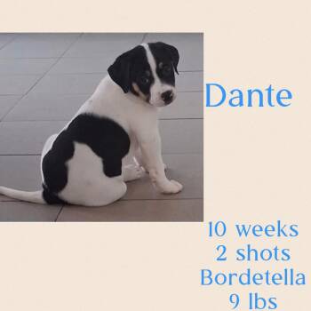 Jack Russell Terrier and Terrier Dogs Available for Adoption in Virginia Beach, Virginia - Dante  | PetCurious