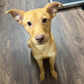 Copper -  Feist and Australian Kelpie Dog for Adoption in Albemarle, North Carolina - Copper | PetCurious