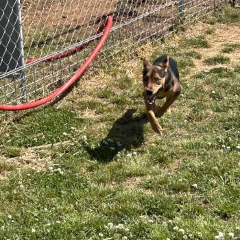 Mixed Breed Dogs Available for Adoption in Tanner, Alabama - Ernest | PetCurious
